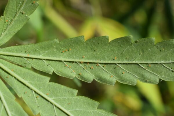 Hoja de cannabis infectada con araña roja, atacando la hoja