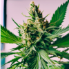 Planta tratada con abono para marihuana BIOTECH GROW