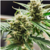 Planta tratada con fertilizante para marihuana BIOTECH GROW