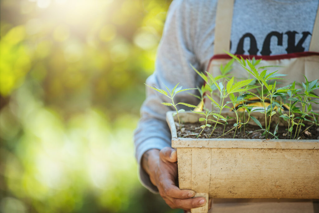 SOG and SCROG Agriculture holding pots of marijuana trees. Cannabis on beautiful background.