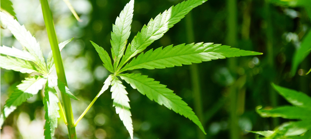 comprende las diferencias de la planta de cannabis entre índica y sativa