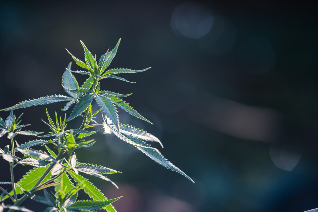 Cultivo de plantas de marihuana al maximo nivel